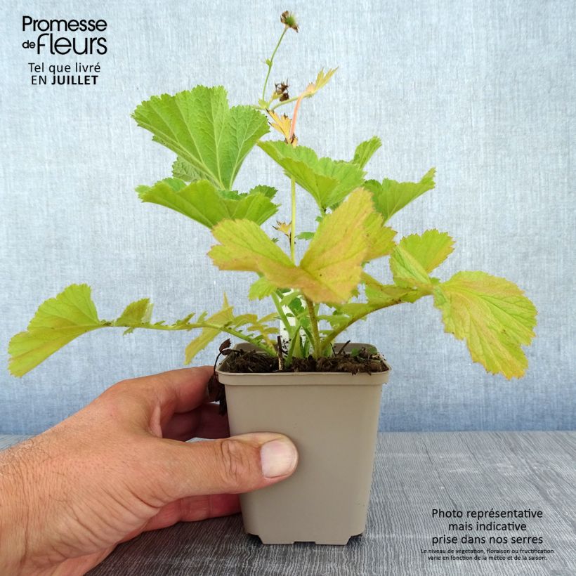 Spécimen de Geum Coral Tempest - Benoîte hybride Godet de 8/9 cm tel que livré en été