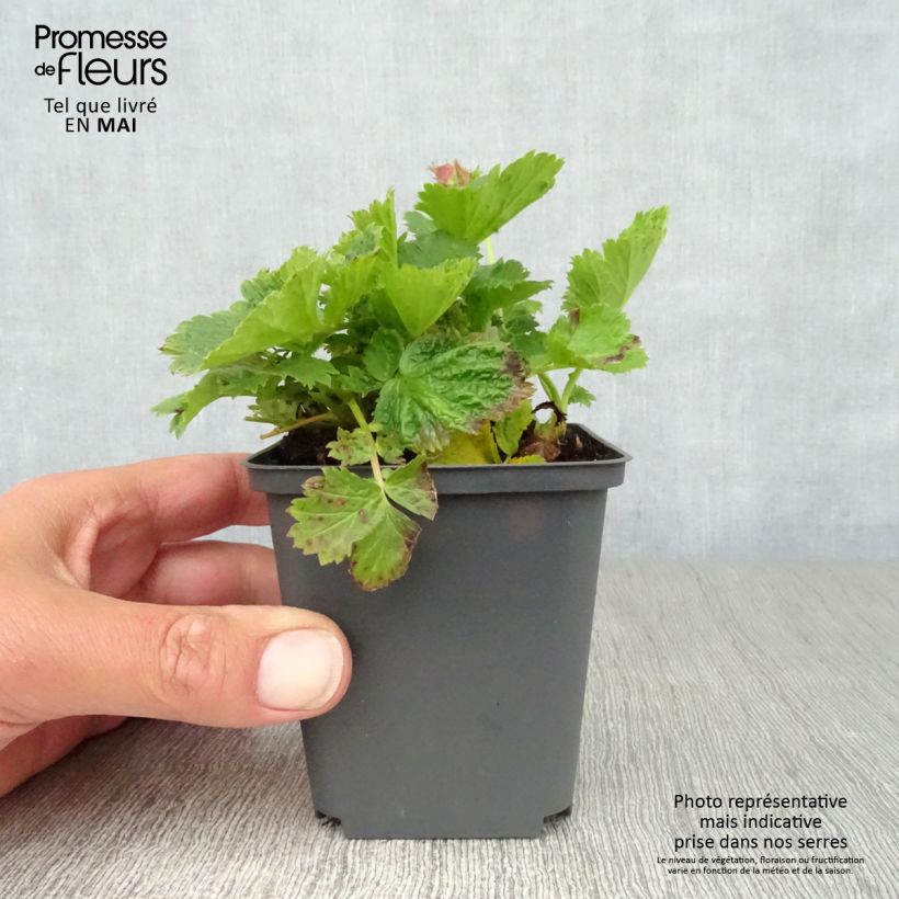 Spécimen de Geum Cosmopolitan - Benoite blanc-pêche en godet de 9 cm tel que livré au printemps
