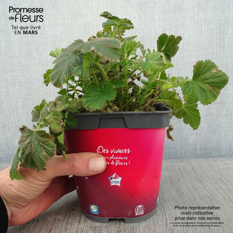 Spécimen de Geum Cosmopolitan - Benoite blanc-pêche Pot de 2L/3L tel que livré en hiver