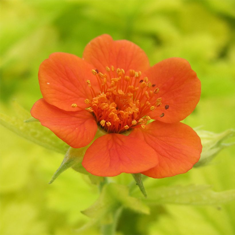 Geum Eos - Benoîte à feuillage doré et fleurs orange vif (Floraison)