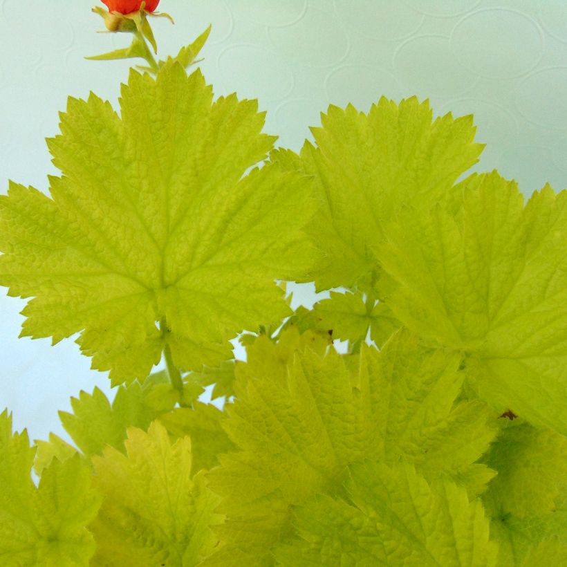 Geum Eos - Benoîte à feuillage doré et fleurs orange vif (Feuillage)