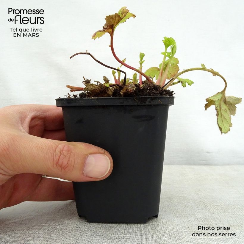 Spécimen de Geum Eos - Benoîte à feuillage doré et fleurs orange vif Godet de 9cm tel que livré au printemps