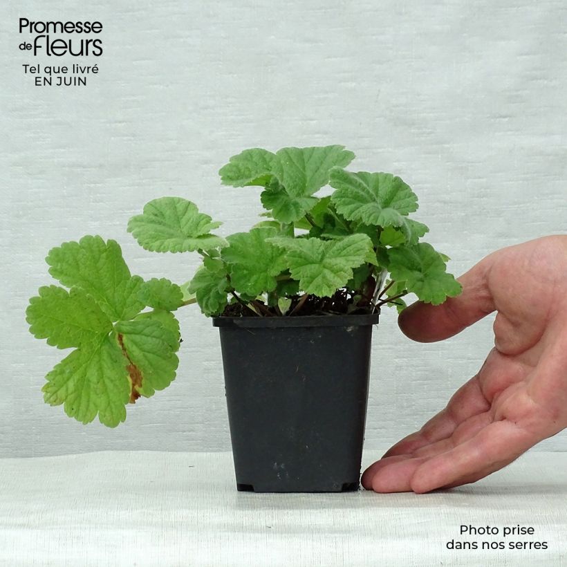Spécimen de Geum Eos - Benoîte à feuillage doré et fleurs orange vif Godet de 8/9 cm tel que livré en été