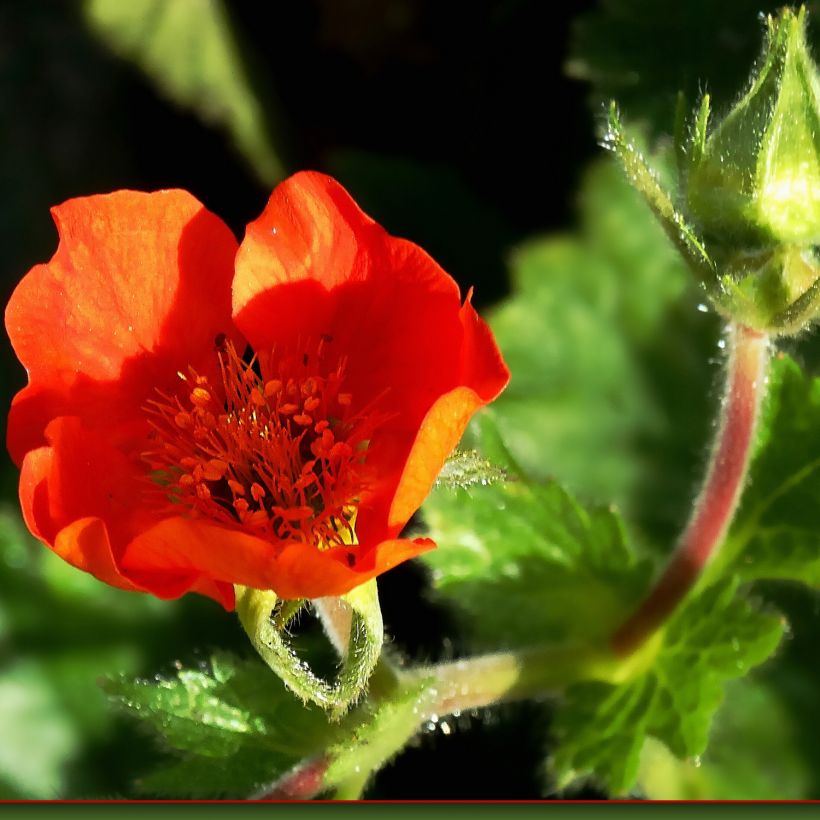 Geum Feuerball - Benoîte rouge-orangé  (Floraison)