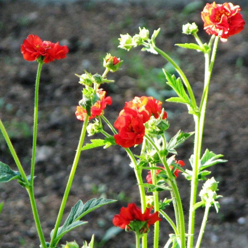 Geum Feuerball - Benoîte rouge-orangé  (Port)