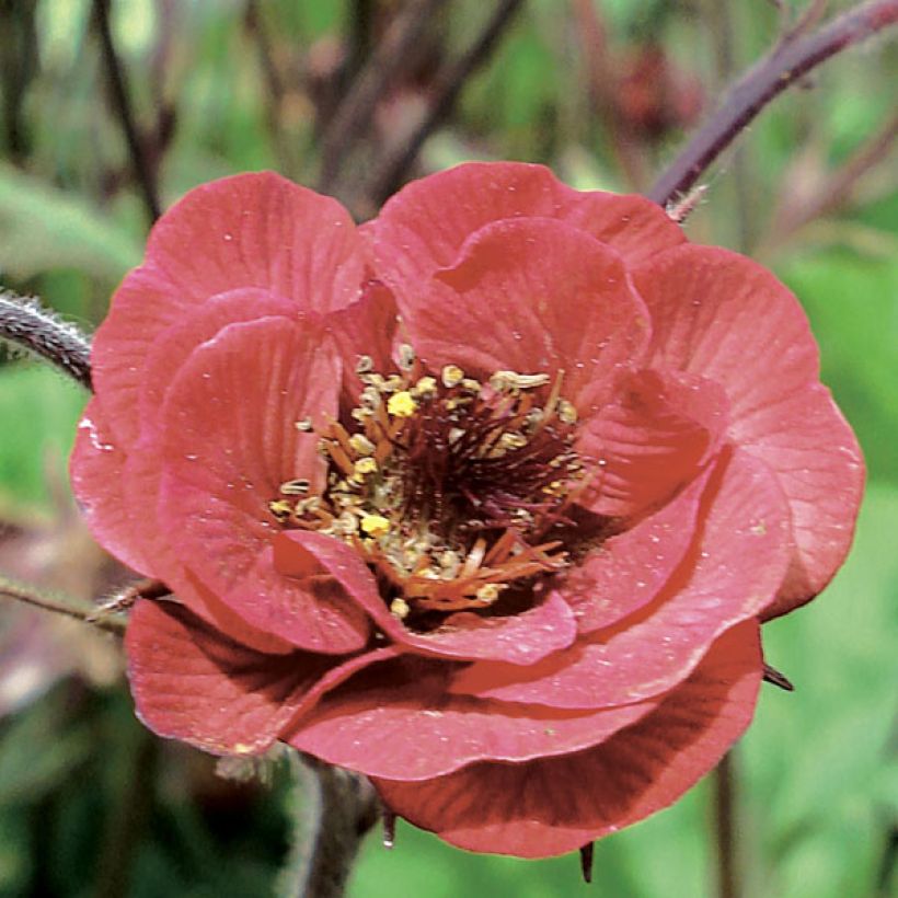 Geum Flames of Passion - Benoîte rose teintée de rouge (Floraison)