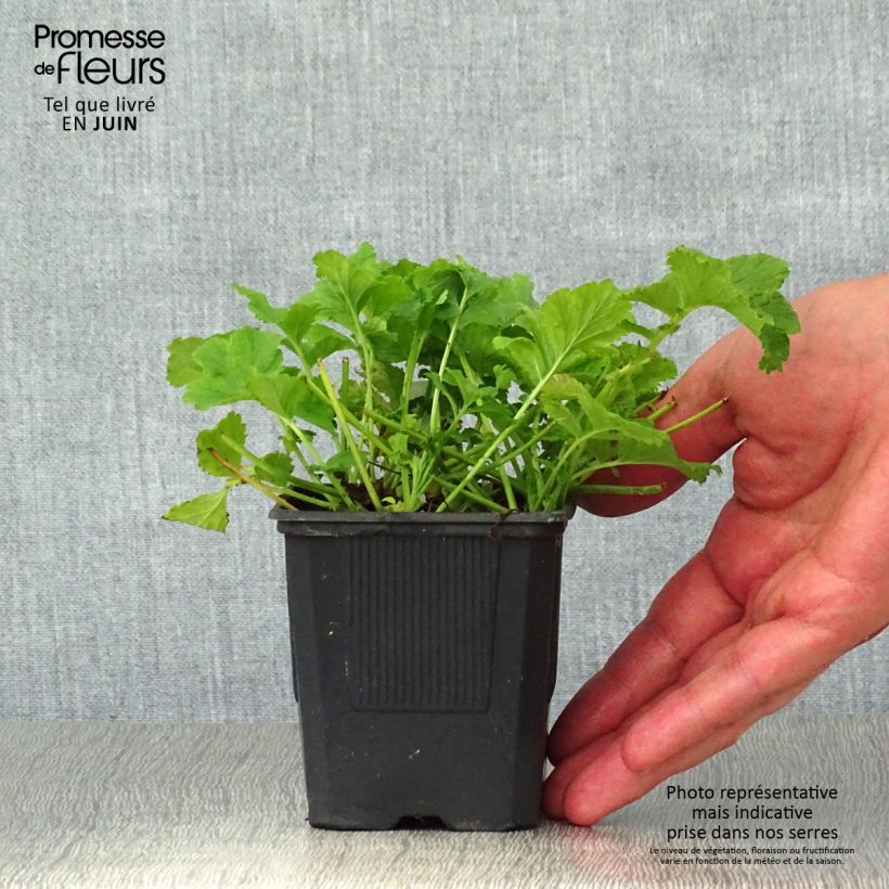 Spécimen de Geum Flames of Passion - Benoîte rose teintée de rouge Godet de 8/9 cm tel que livré en été