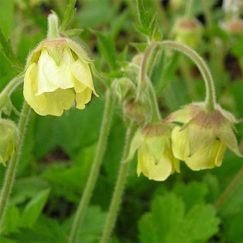 Geum Lemon Drops - Benoîte (Floraison)