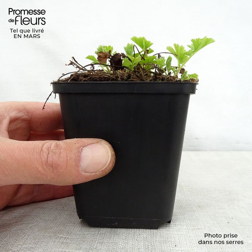 Spécimen de Geum Lemon Drops - Benoîte Godet de 9cm tel que livré au printemps
