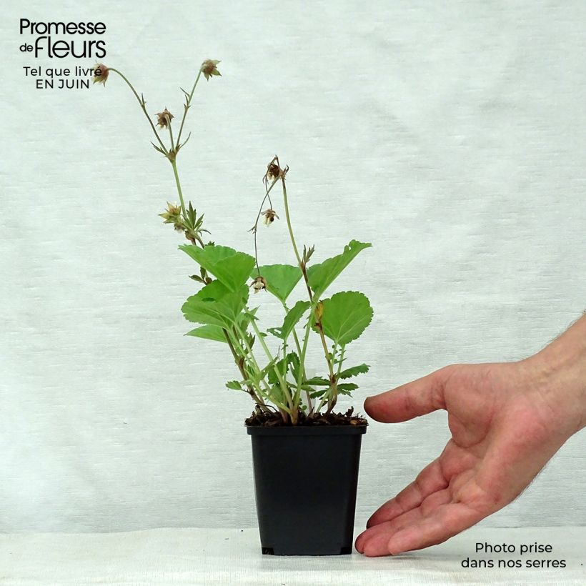 Spécimen de Geum Lemon Drops - Benoîte Godet de 8/9 cm tel que livré en été