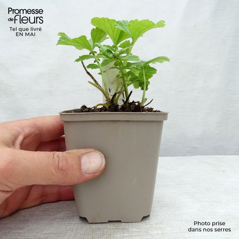 Spécimen de Geum Mai Tai - Benoîte saumon abricot - Godet de 8/9cm tel que livré au printemps