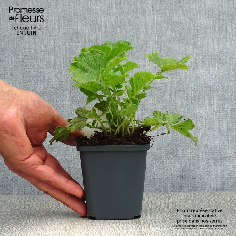 Spécimen de Geum Mai Tai - Benoîte saumon abricot  Godet de 8/9 cm tel que livré en été