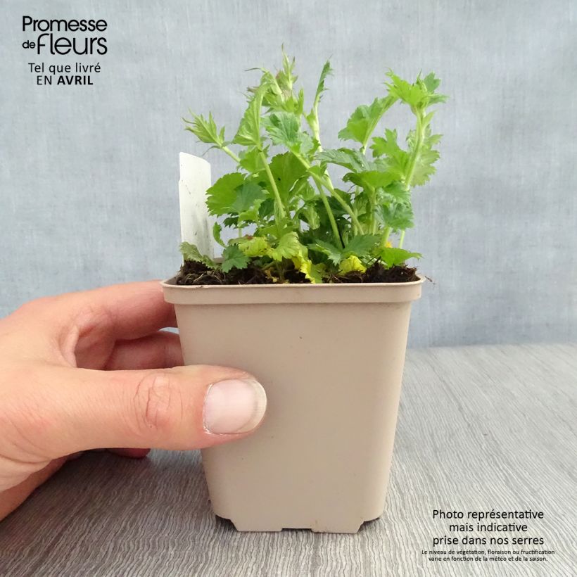 Spécimen de Geum Nonna - Benoîte Godet de 9cm tel que livré au printemps