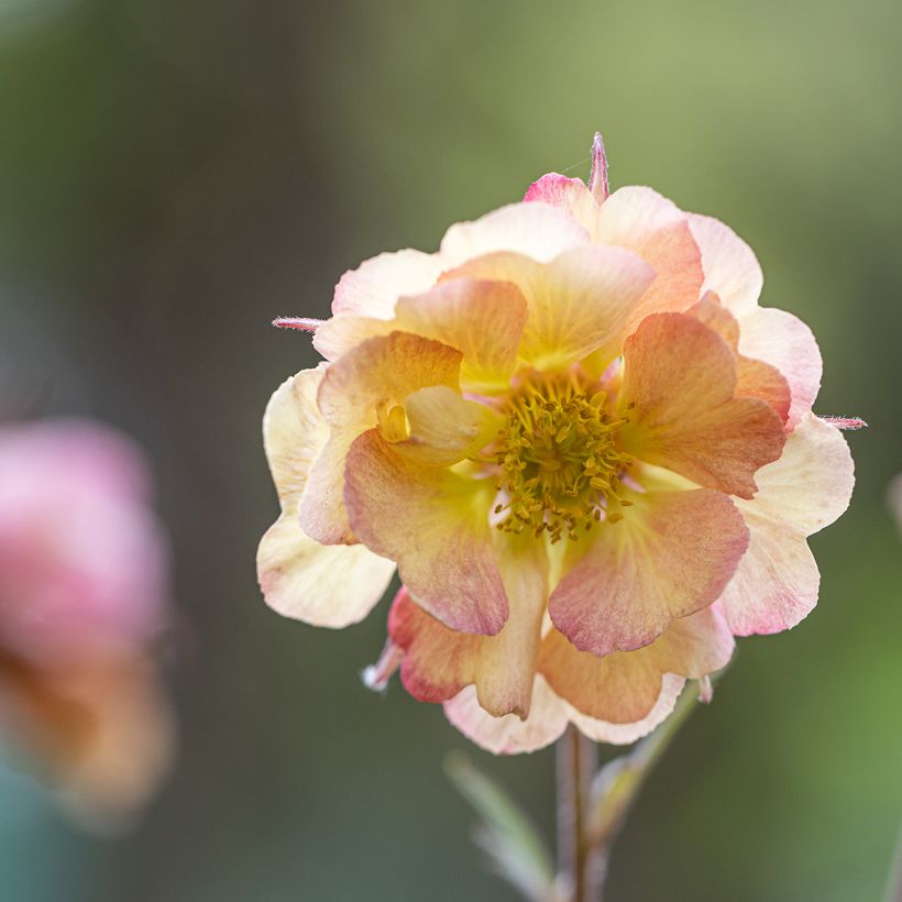 Geum Pretticoats Peach - Benoîte  (Floraison)