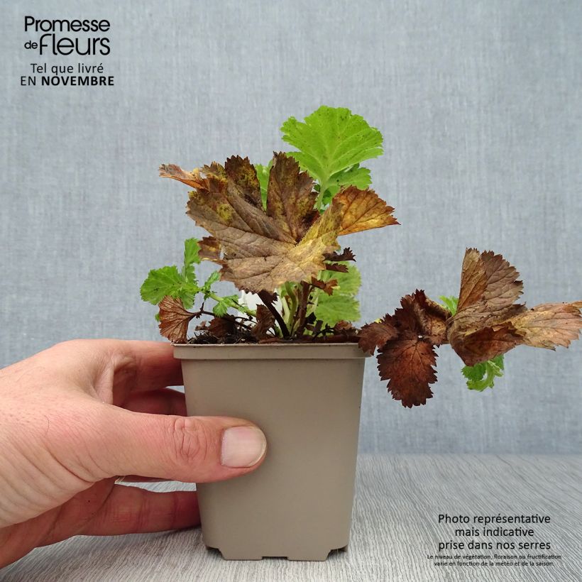 Spécimen de Geum Pretticoats Peach - Benoîte  Godet de 8/9 cm tel que livré en automne