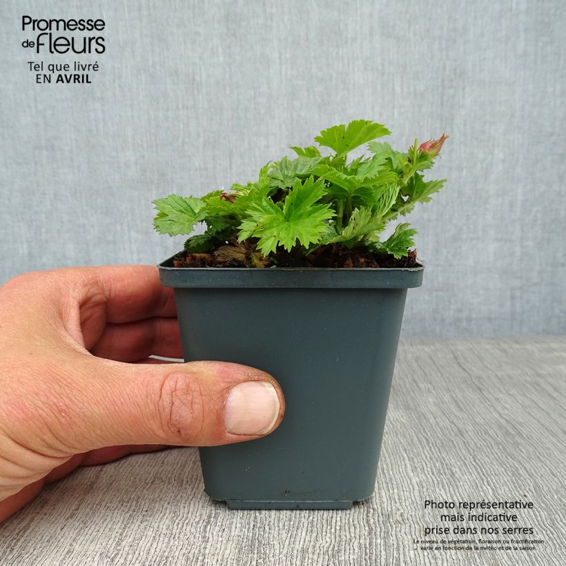 Spécimen de Geum Pretticoats Peach - Benoîte - en godet de 8/9cm tel que livré au printemps