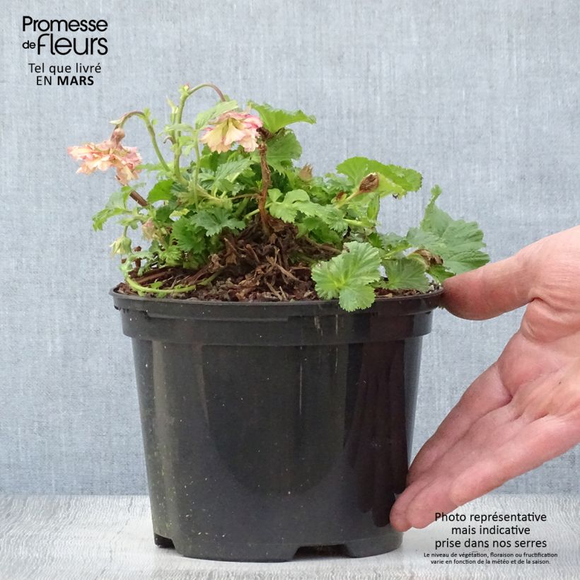 Spécimen de Geum Pretticoats Peach - Benoîte - en pot de 2L/3L tel que livré au printemps