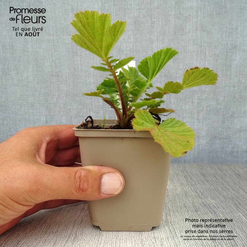 Spécimen de Geum Prinses Juliana - Benoite orange et jaune Godet de 8/9 cm tel que livré en été