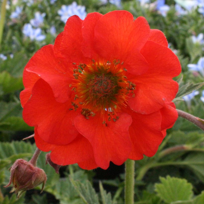 Geum coccineum Red Wings - Benoîte rouge double (Floraison)