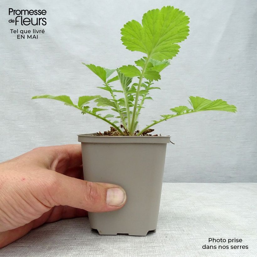 Spécimen de Geum Scarlet Tempest - Benoîte hybride Godet de 9cm tel que livré au printemps