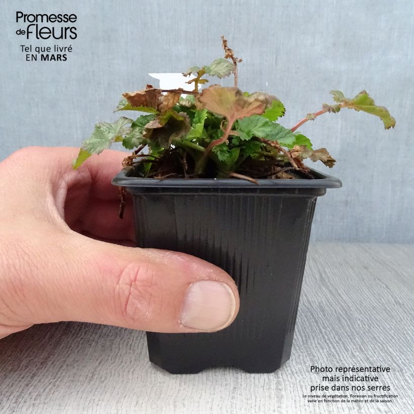 Spécimen de Geum Tempo Rose - Benoîte - godet de 8/9cm tel que livré au printemps
