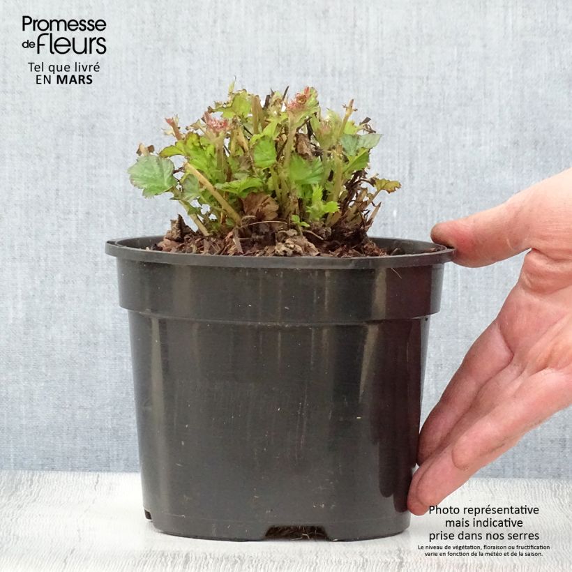 Spécimen de Geum Tempo Rose - Benoîte - pot de 2L/3L tel que livré au printemps