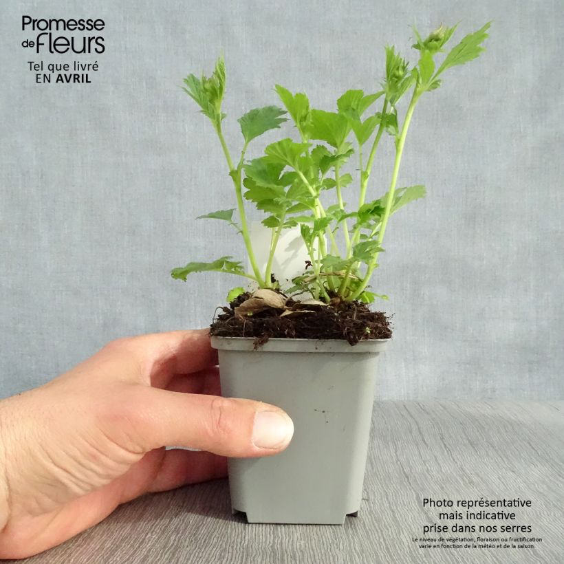 Spécimen de Geum Tempo Yellow - Benoîte Godet 8/9cm tel que livré au printemps