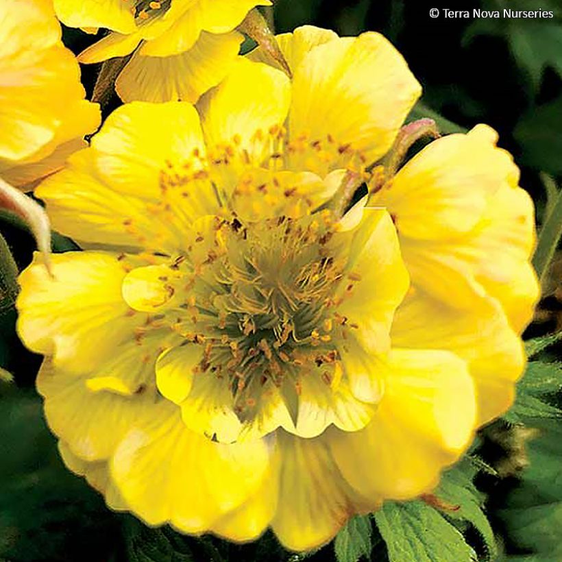 Geum Tempo Yellow - Benoîte (Floraison)