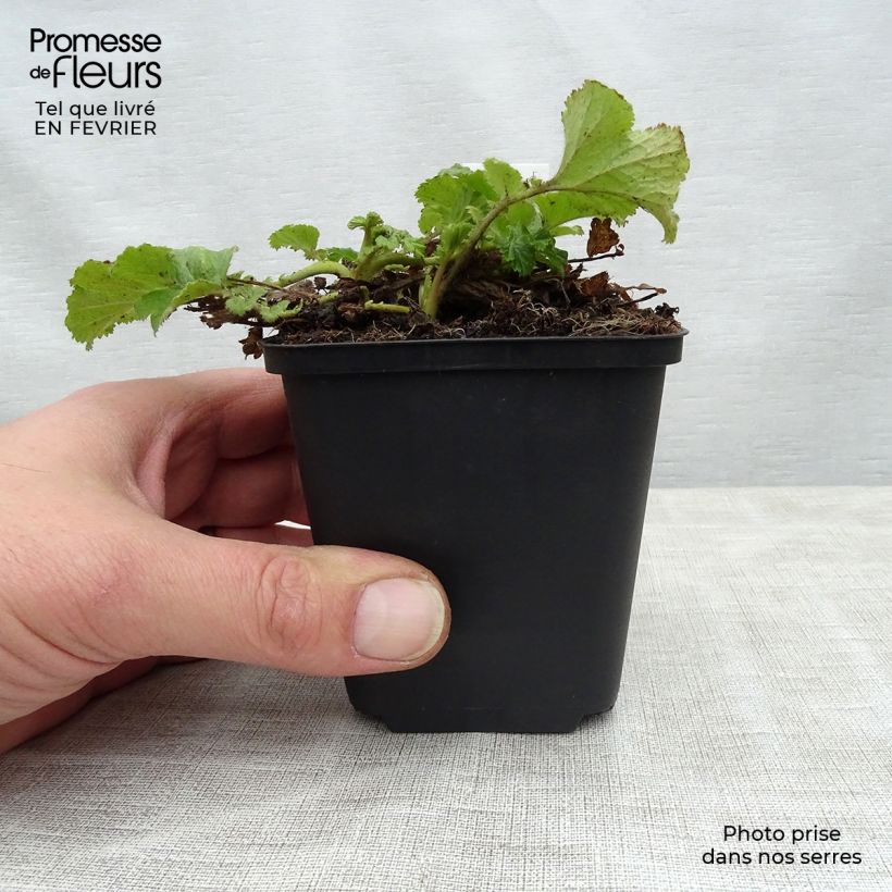 Spécimen de Geum Tequila Sunrise - Benoîte en pot de 2 litres tel que livré en hiver