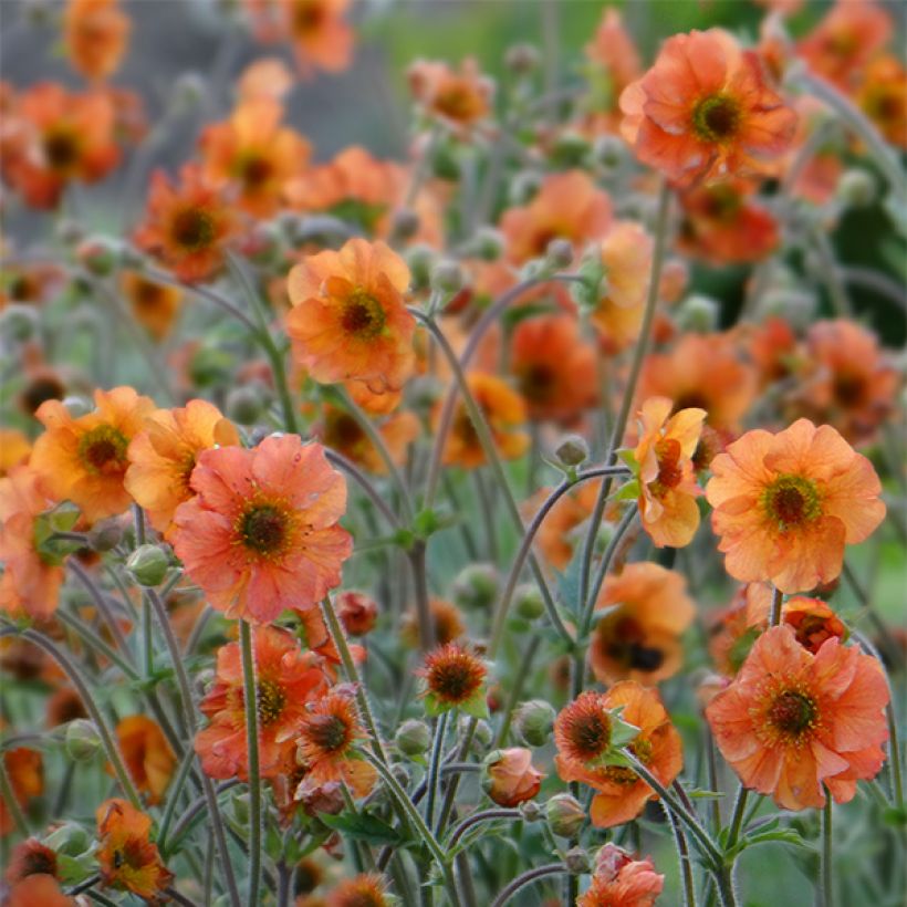 Geum Totally Tangerine - Benoîte orange vif (Floraison)