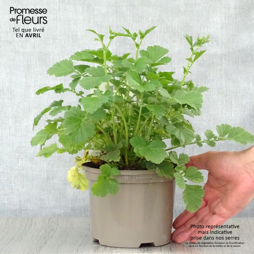 Spécimen de Geum Totally Tangerine - Benoîte orange vif en pot de 1.5L/2L litres tel que livré au printemps