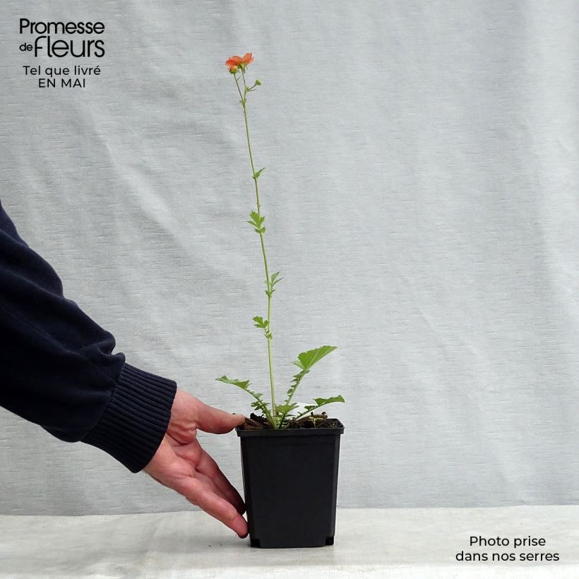 Spécimen de Geum Totally Tangerine - Benoîte orange vif en godet de 9 cm tel que livré au printemps