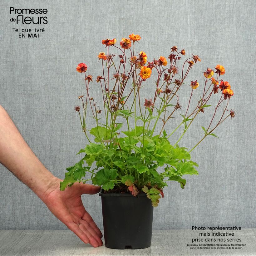 Spécimen de Geum Tutti Frutti - Benoîte jaune orangé - Pot de 2L/3L tel que livré au printemps