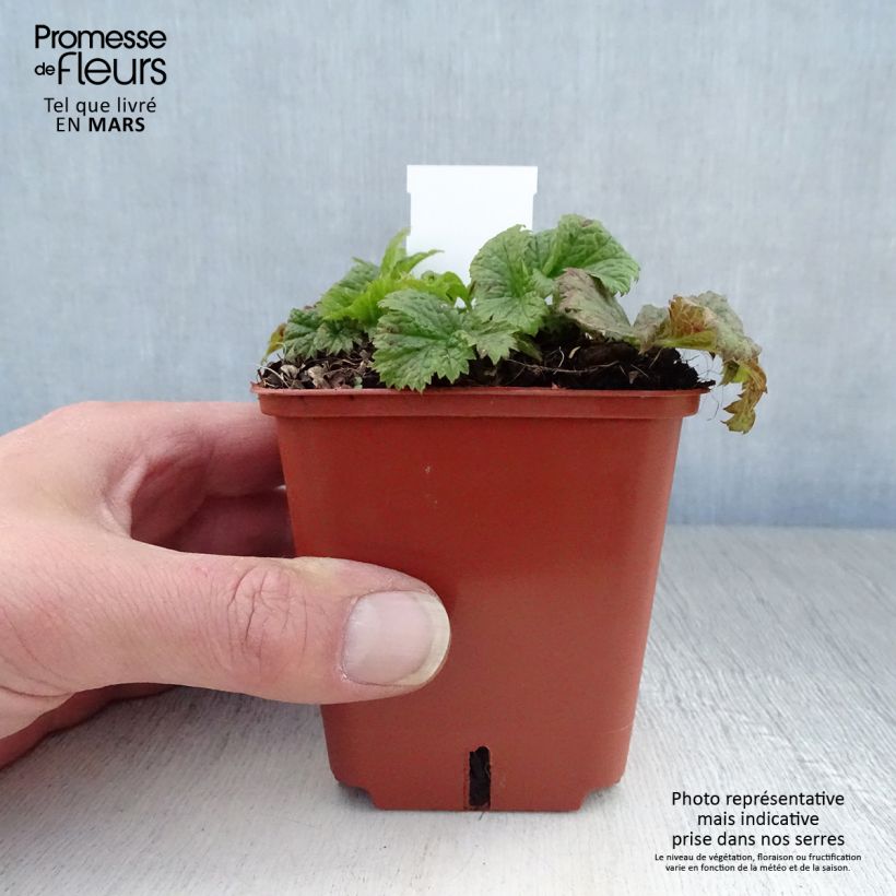 Spécimen de Geum Tutti Frutti - Benoîte jaune orangé - Mini-motte Ø 3/4 cm tel que livré au printemps