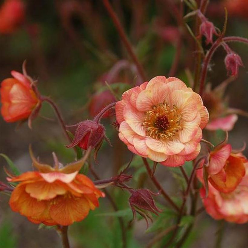 Geum Cocktail Wet Kiss - Benoîte (Floraison)