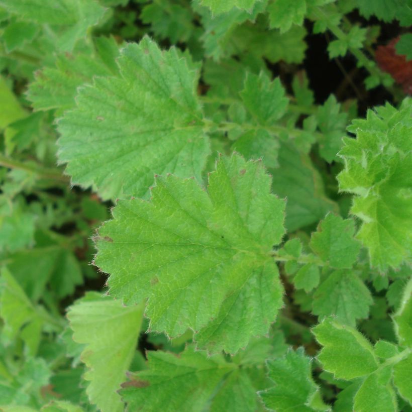 Geum chiloense Lady Stratheden - Benoîte (Feuillage)