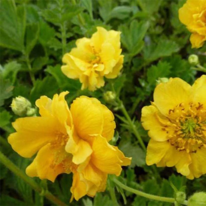 Geum chiloense Lady Stratheden - Benoîte (Floraison)