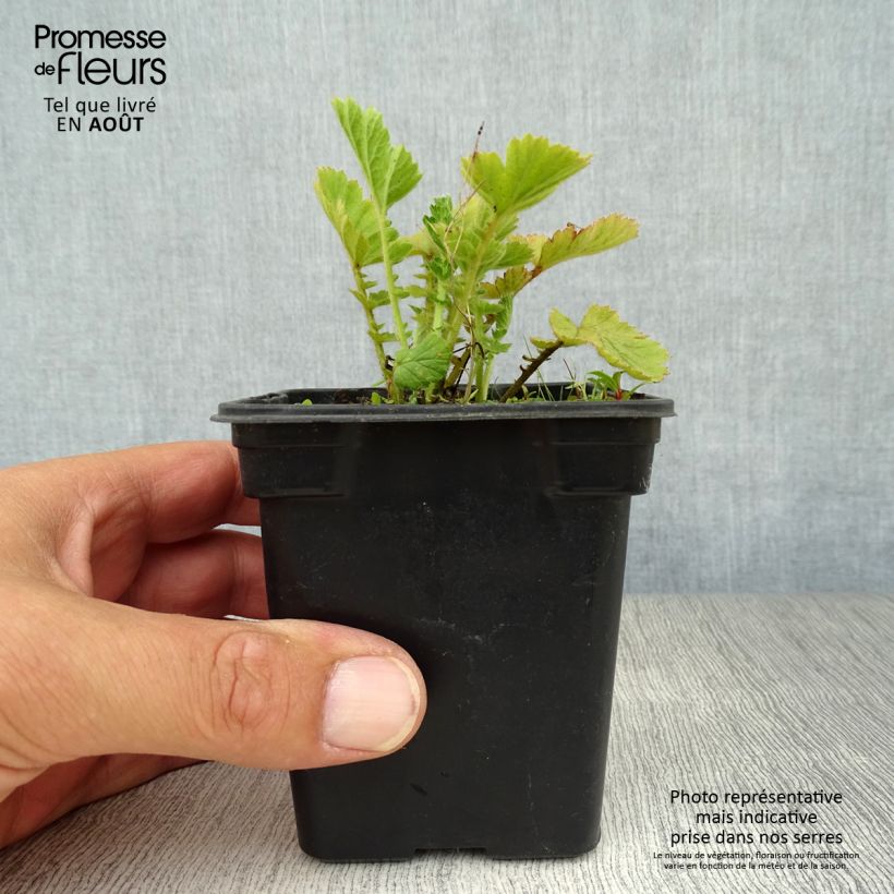 Spécimen de Geum chiloense Lady Stratheden - Benoîte Godet de 7/8 cm tel que livré en été