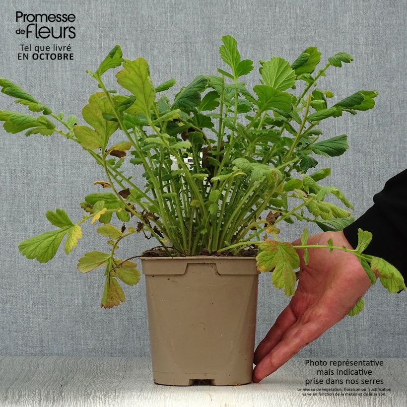 Spécimen de Geum chiloense Lady Stratheden - Benoîte Pot de 2L/3L tel que livré en automne