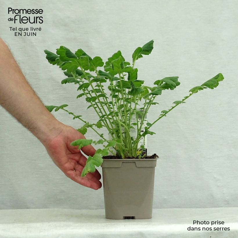 Spécimen de Geum chiloense Lady Stratheden - Benoîte Pot de 2L/3L tel que livré en été