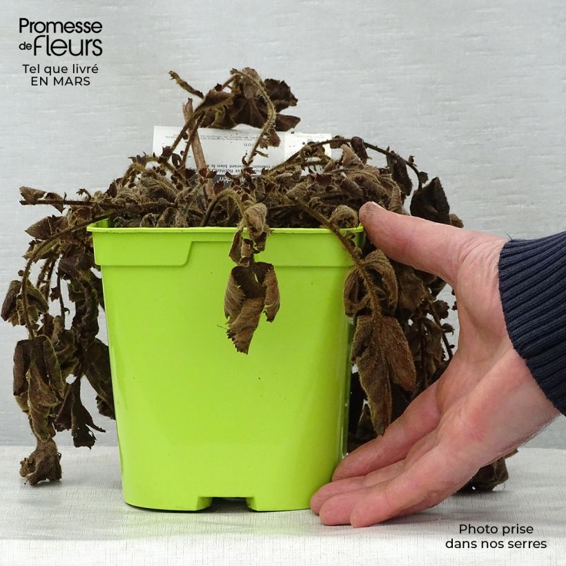 Spécimen de Geum chiloense Lady Stratheden - Benoîte en pot de 2 litres tel que livré au printemps