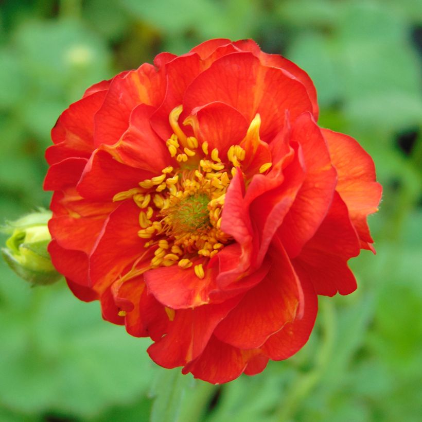 Geum chiloense Mrs Bradshaw - Benoîte rouge écarlate (Floraison)