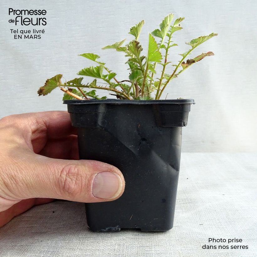 Spécimen de Geum chiloense Mrs Bradshaw - Benoîte rouge écarlate en godet de 8 cm tel que livré au printemps