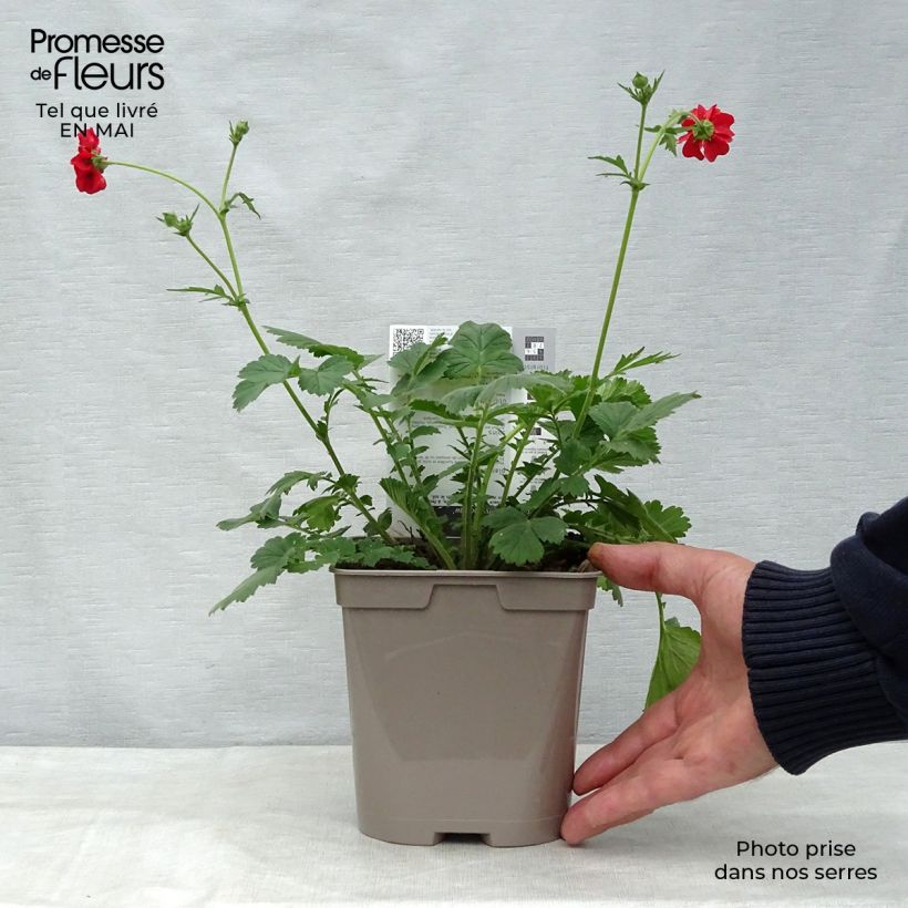 Spécimen de Geum chiloense Mrs Bradshaw - Benoîte rouge écarlate en pot de 2 litres tel que livré au printemps