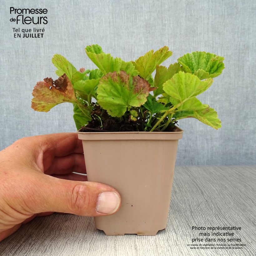 Spécimen de Geum coccineum Borisii - Benoîte orange Godet de 8/9 cm tel que livré en été