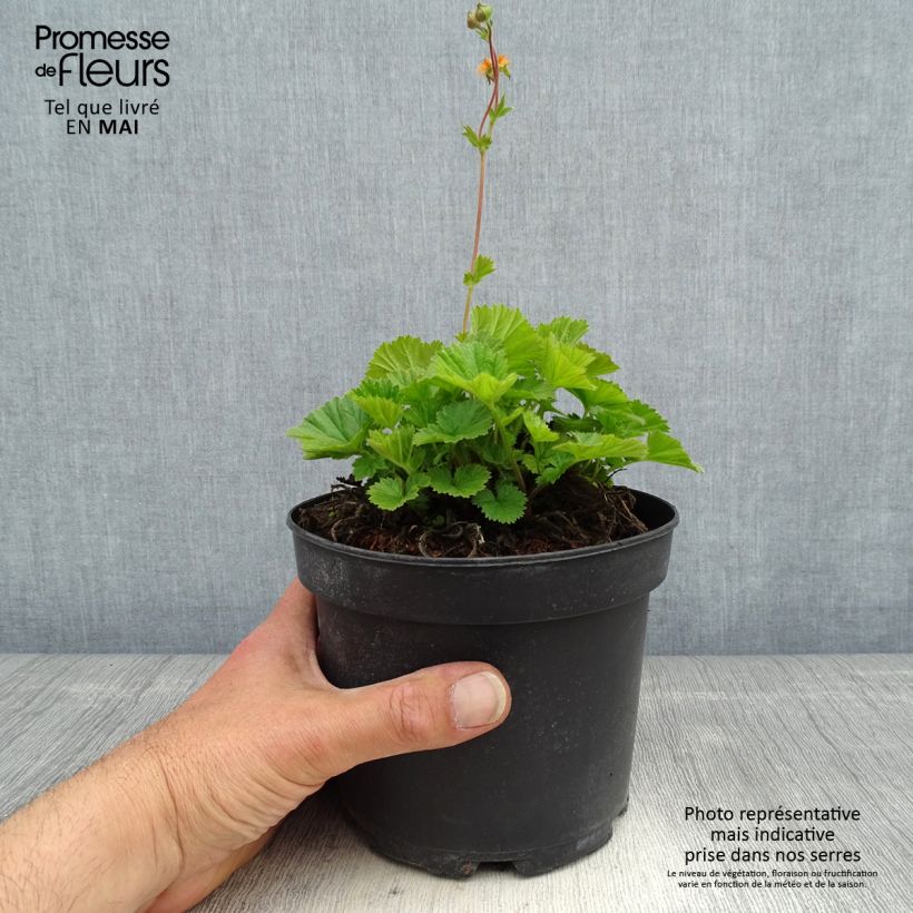 Spécimen de Geum coccineum Borisii - Benoîte orange en pot de 2L/3L tel que livré au printemps