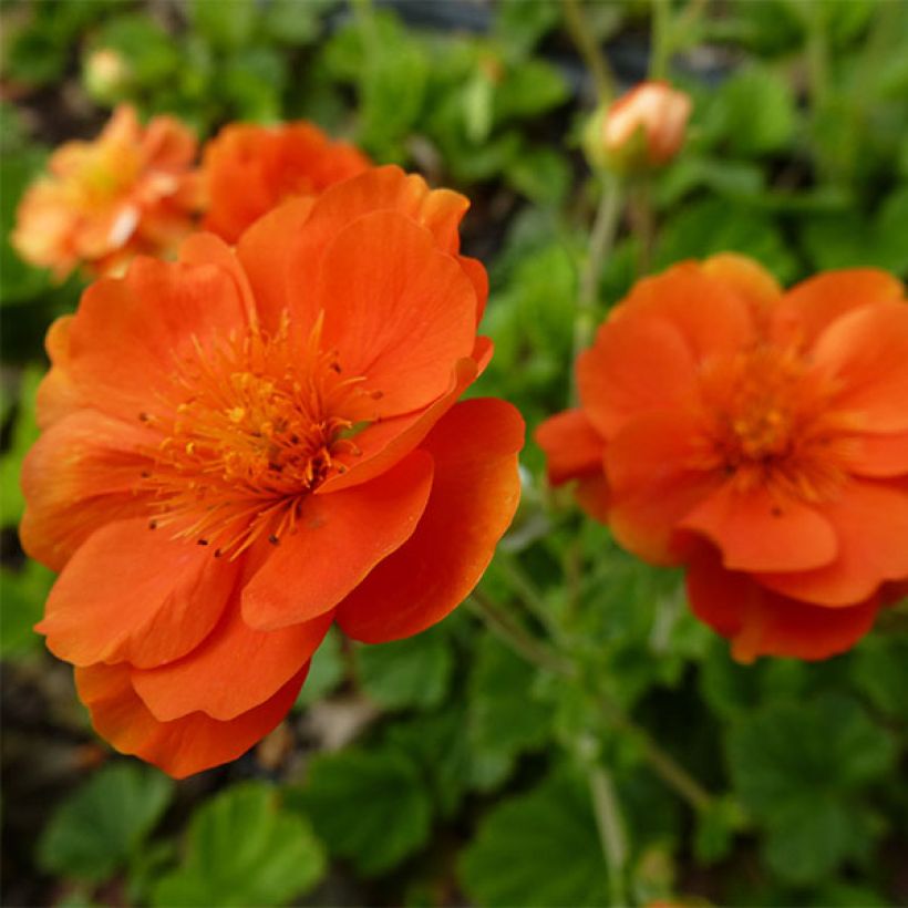 Geum coccineum Feuermeer - Benoîte orangée (Floraison)