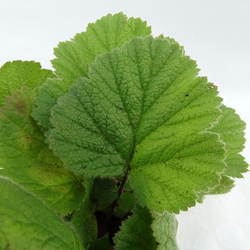 Geum coccineum Feuermeer - Benoîte orangée (Feuillage)