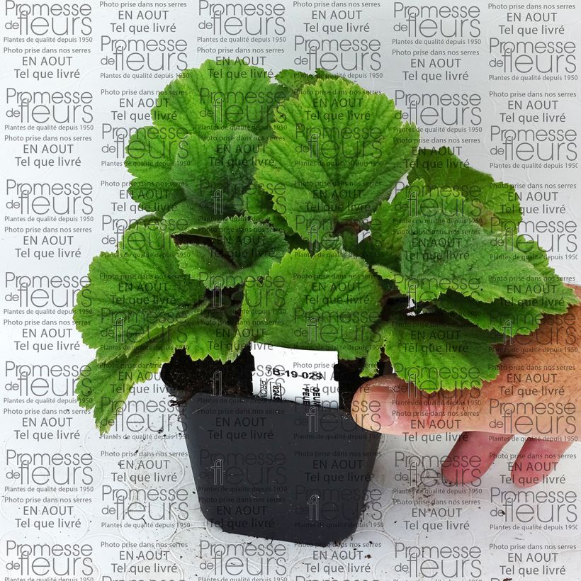 Exemple de spécimen de Geum coccineum Feuermeer - Benoîte orangée Godet de 9cm tel que livré