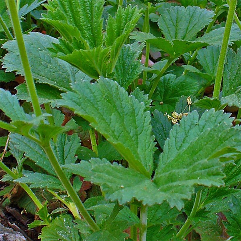 Geum coccineum Karlskaer - Benoîte jaune orangé (Feuillage)